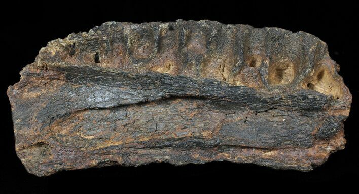 British Dinosaur (Mantillisaurus) Jaw Section - Igaunodon #62912